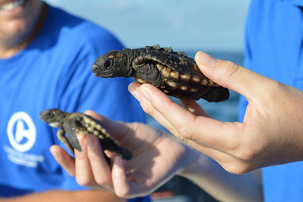 Turtle Hatchlings at Clearwater Aquarium