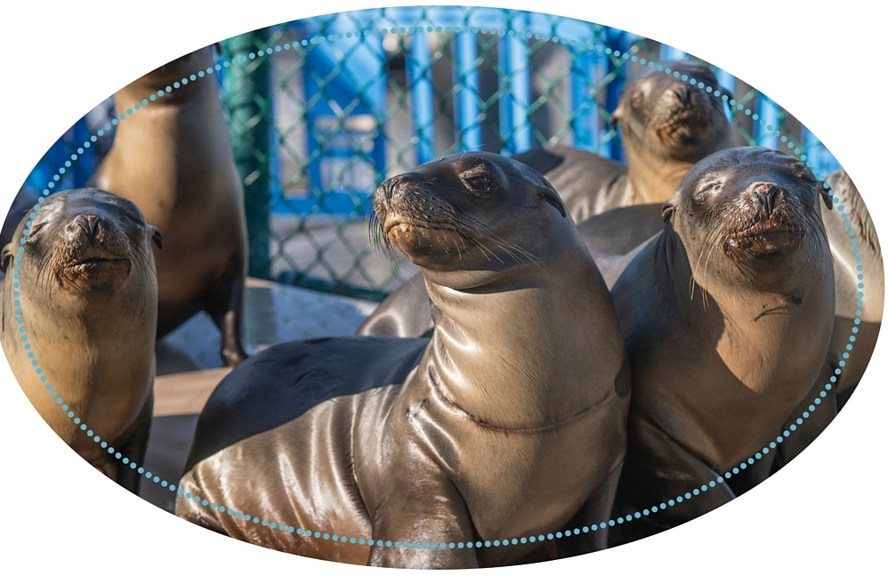 Sea Lions rescued by SeaWorld