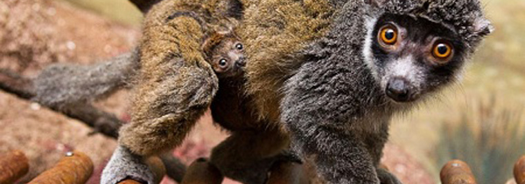 Baby Mongoose Lemurs Busch Gardens