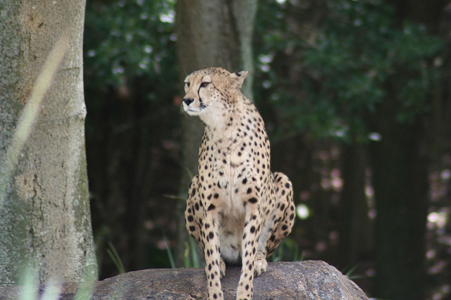 Cheetah at Animal Kingdom