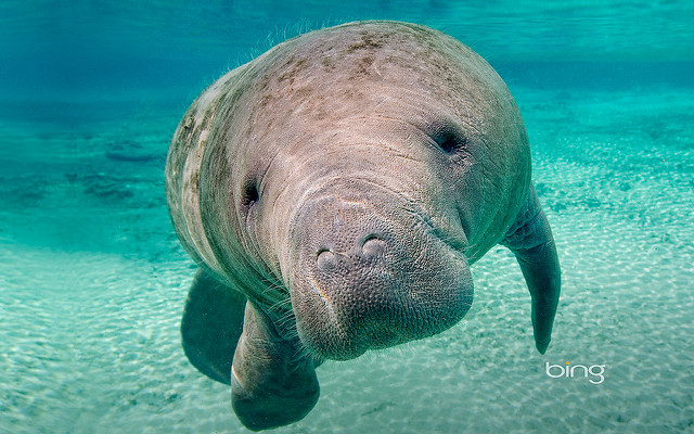 Swim with manatees in Florida