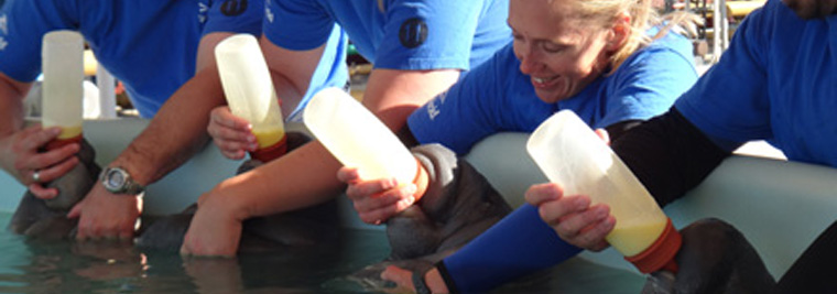 SeaWorld team feeding baby manatees