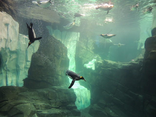 Penguins at Sea World Orlando