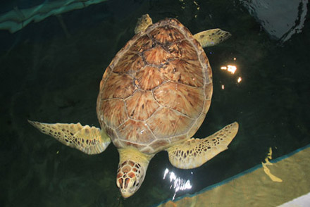 Turtle at Clearwater Marine Aquarium