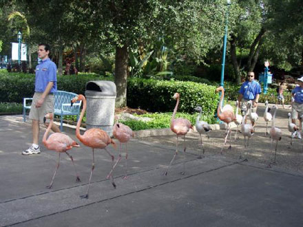 Flamingo parade at seaworld