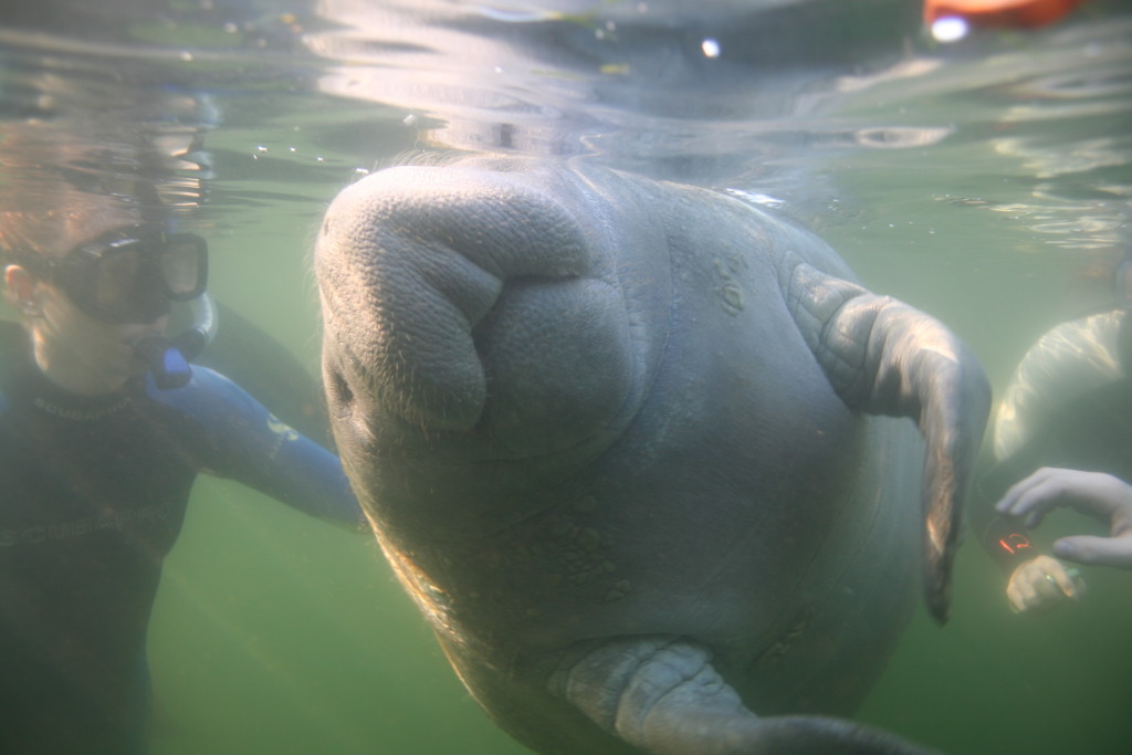 A manatee getting ready to roll!