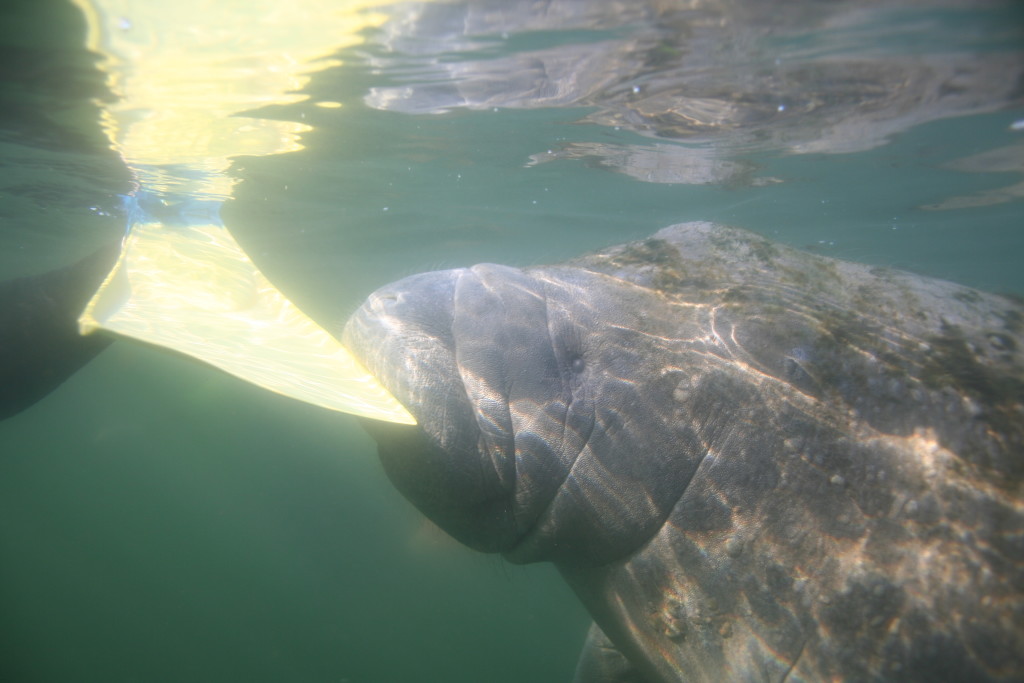 Curious young manatees like to nibble on a flipper