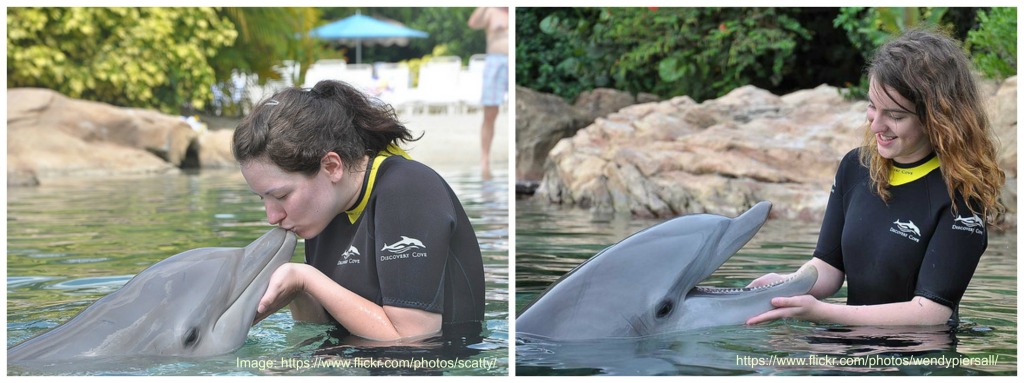 Dolphin kiss and interaction at Discovery Cove