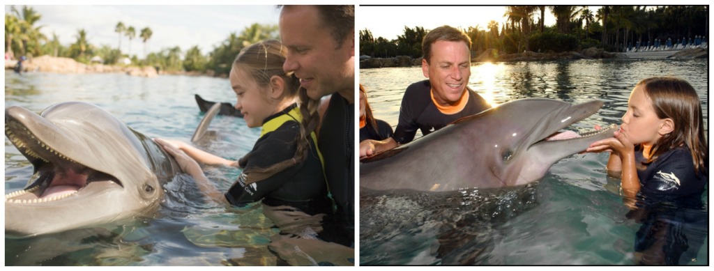 Swimming with dolphins in Florida