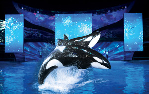 Shamu christmas miracles at SeaWorld