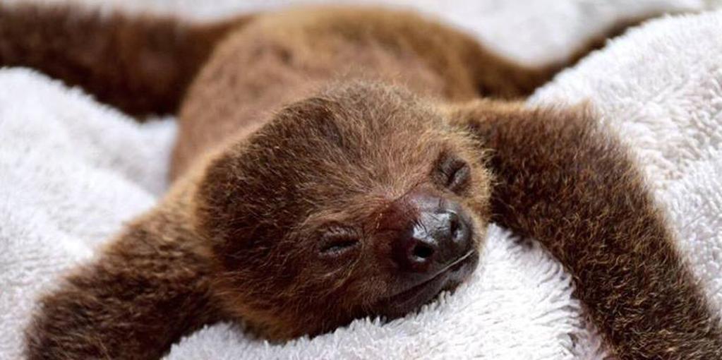 Baby sloth at Wild Florida