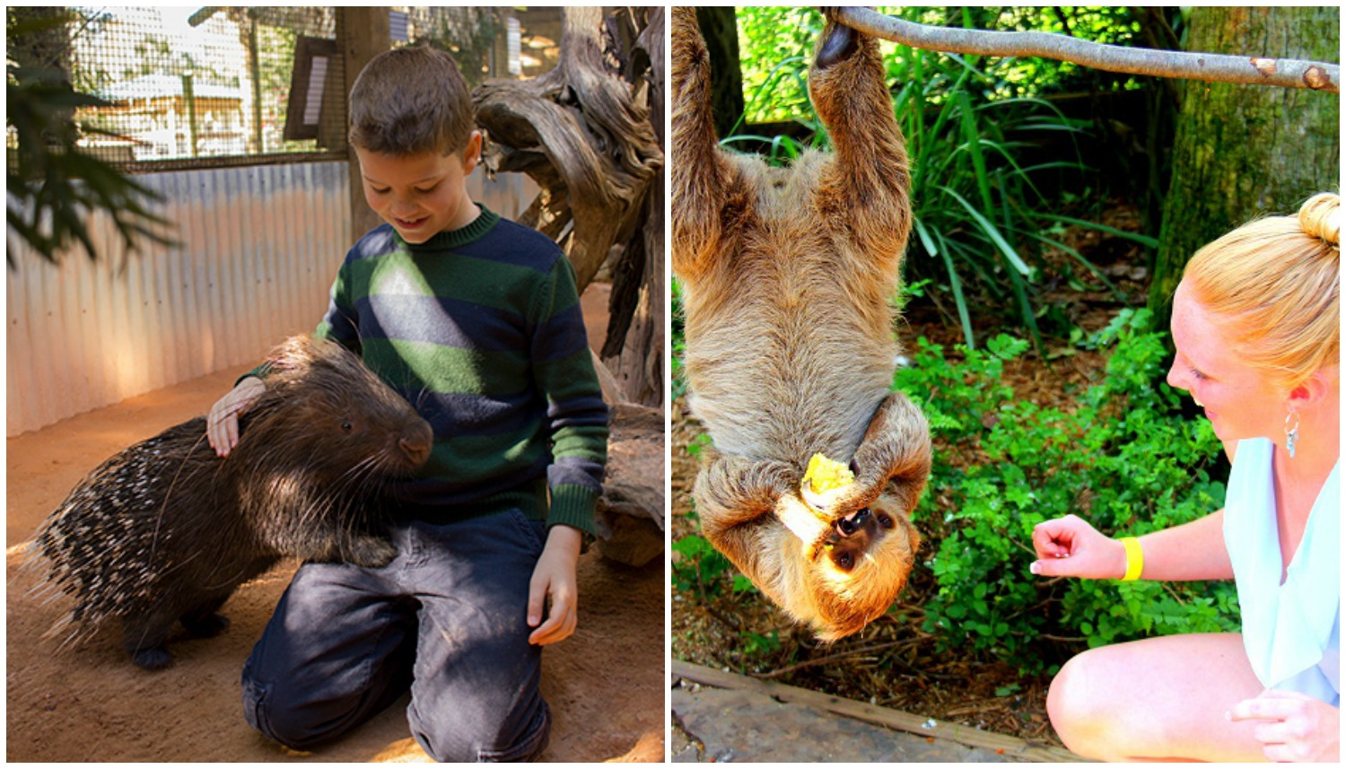 Encounters with a porcupine and a sloth