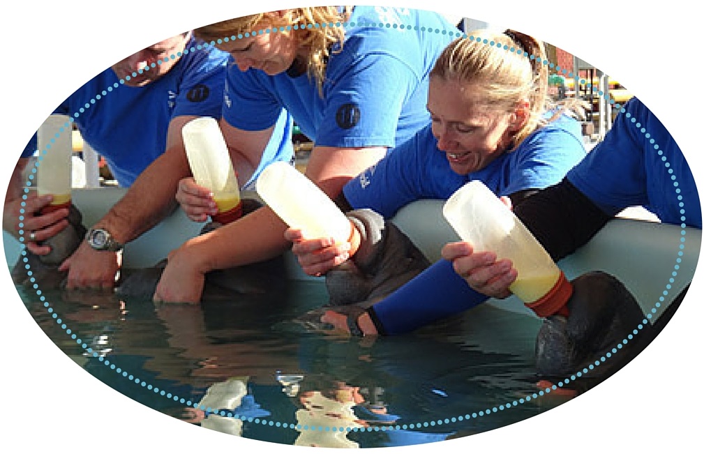 Baby Manatees being bottle fed at SeaWorld