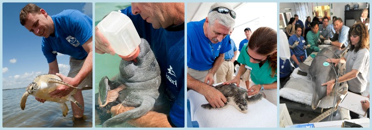 SeaWorld Animal Rescues