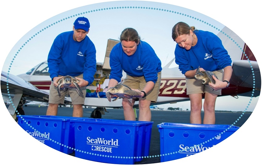 SeaWorld Turtle Rescue