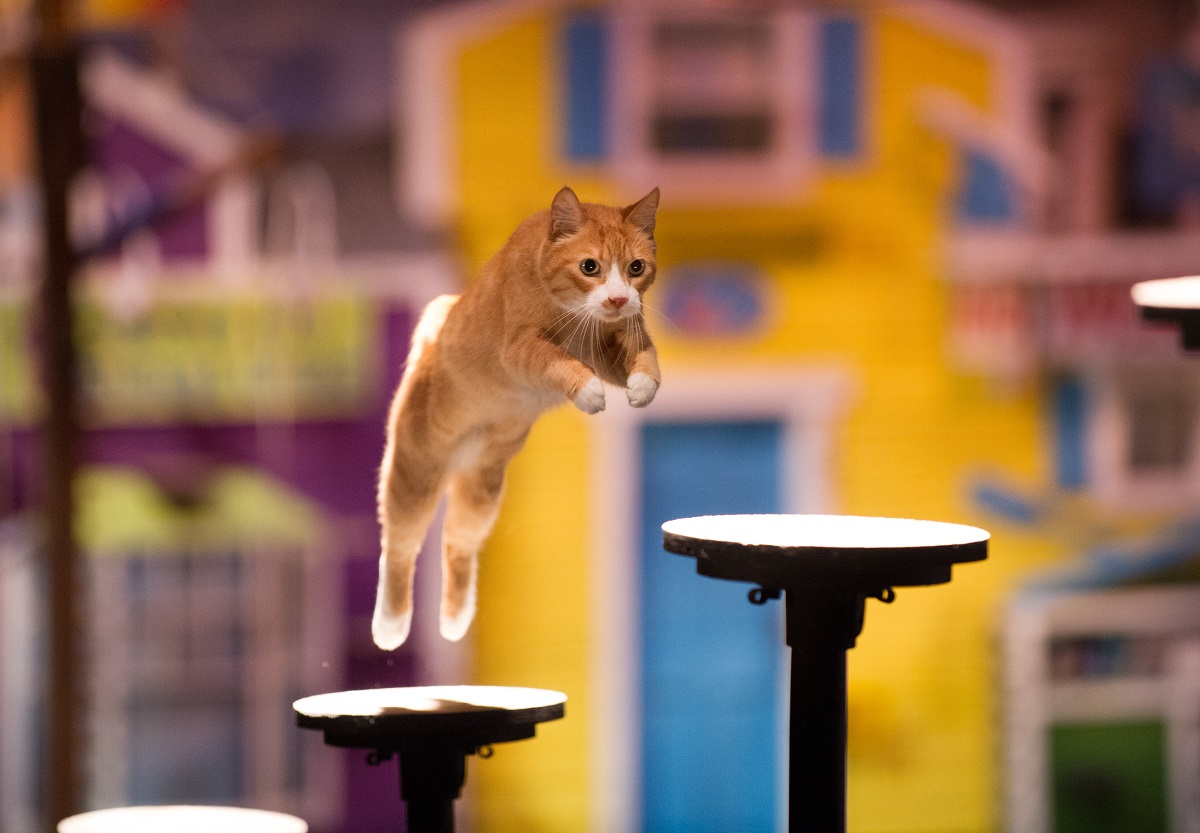 Pets Ahoy - Cat Jumping