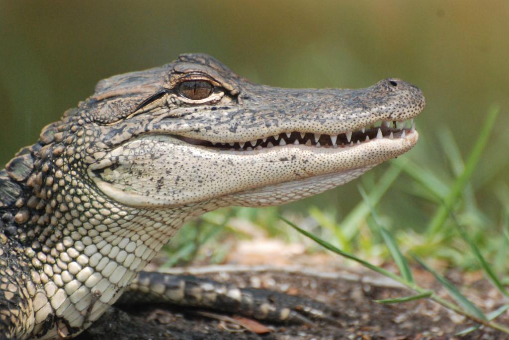 Florida gator at the Everglades 