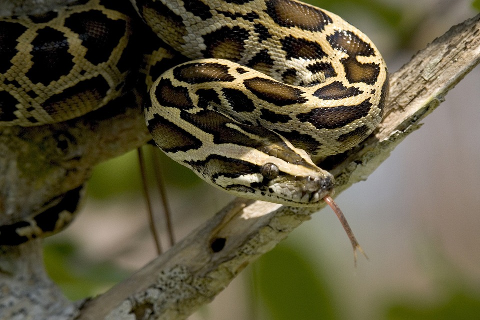 Everglades Python