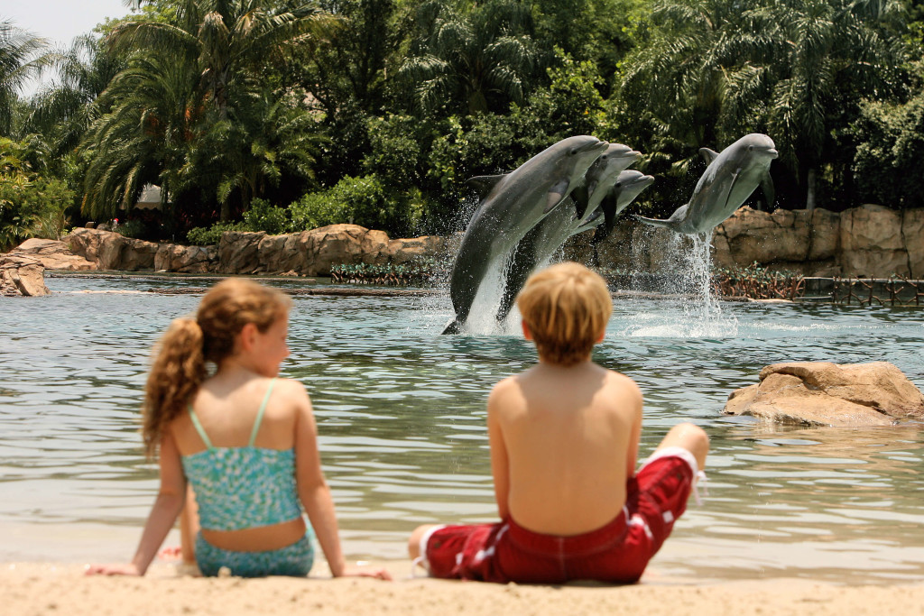 Dolphin Lagoon at Discovery Cove