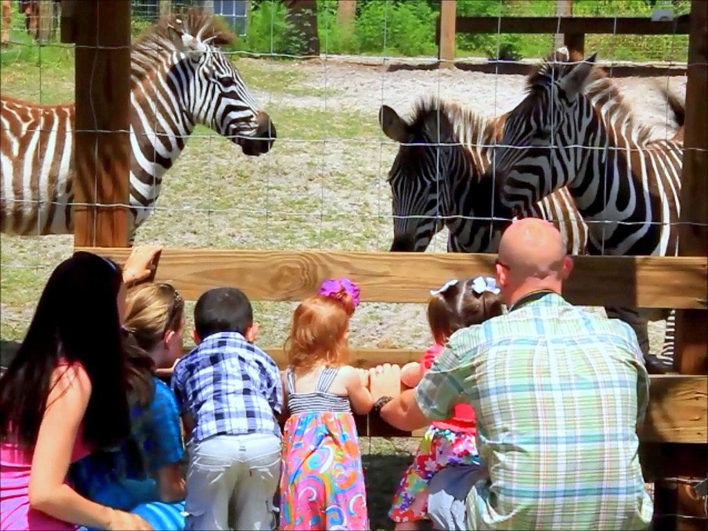 Wild Florida family with zebras