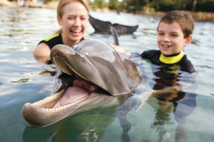 Swimming with Dolphins