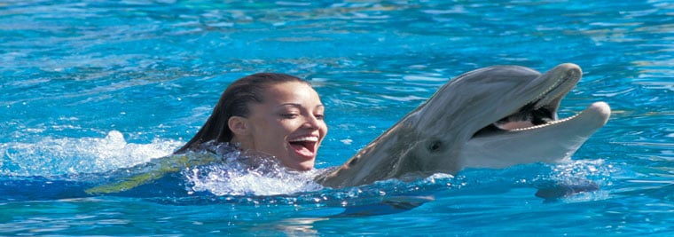 Swimming with dolphins in florida