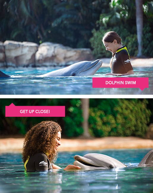 The Best Place to Swim with Dolphins in Florida!